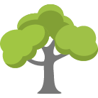 Queen Creek Tree Removal