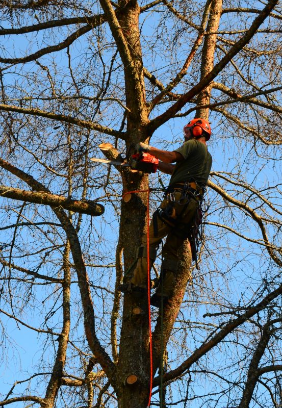 Tree Removal Service