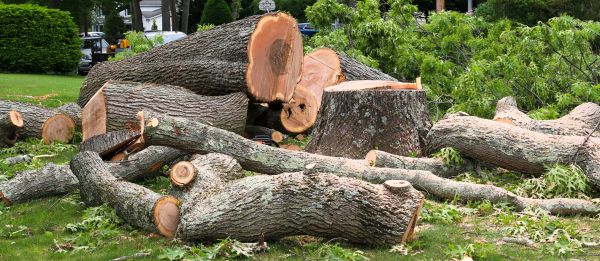 Large Tree Removal in Queen Creek