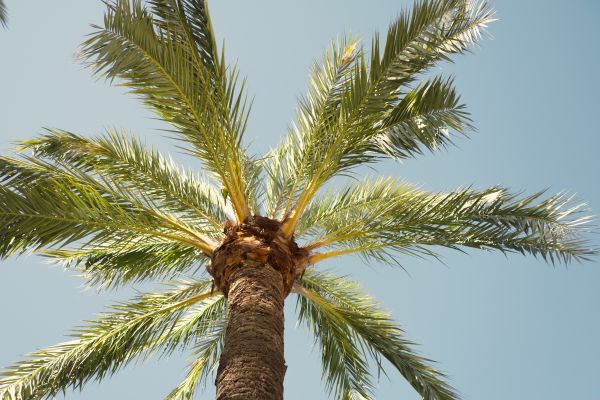 Palm Tree Removal in Queen Creek