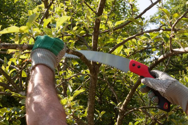 Small Tree Removal in Queen Creek