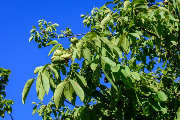 Walnut Tree Removal in Queen Creek