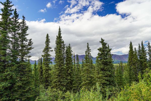 Spruce Tree Removal in Queen Creek