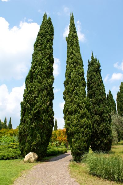 Cypress Tree Removal in Queen Creek