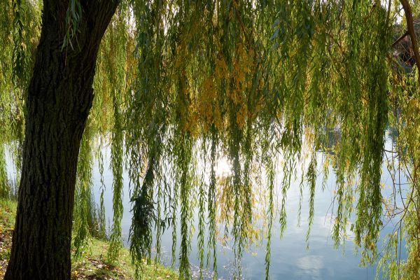 Willow Tree Removal in Queen Creek
