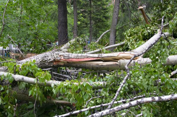 Birch Tree Removal in Queen Creek