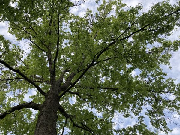 Oak Tree Removal in Queen Creek