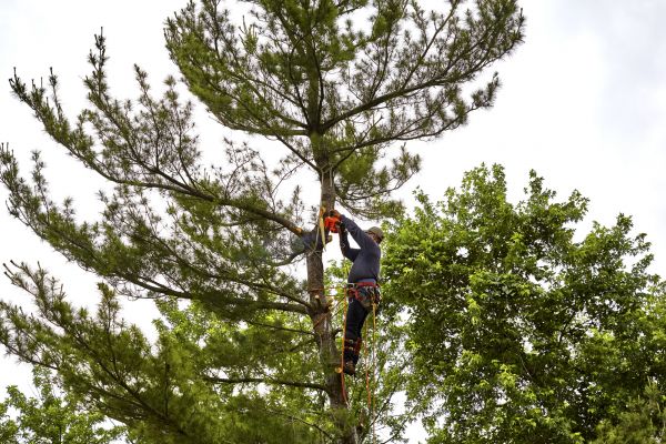 Pine Tree Removal in Queen Creek