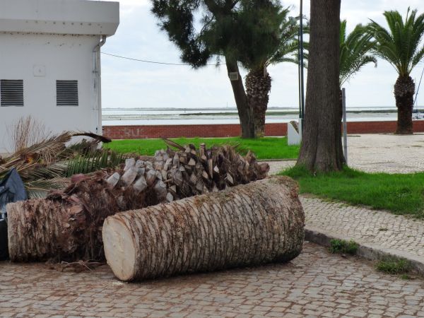 Palm Trees Removal in Queen Creek