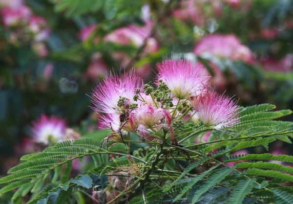 Mimosa Tree Removal in Queen Creek