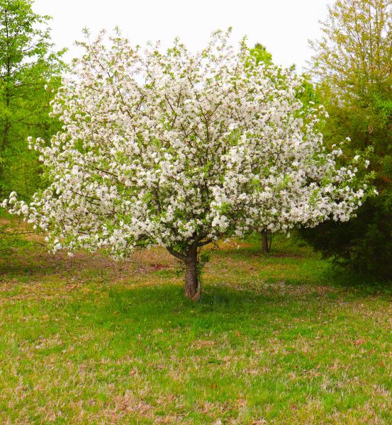 Dogwood Tree Removal in Queen Creek