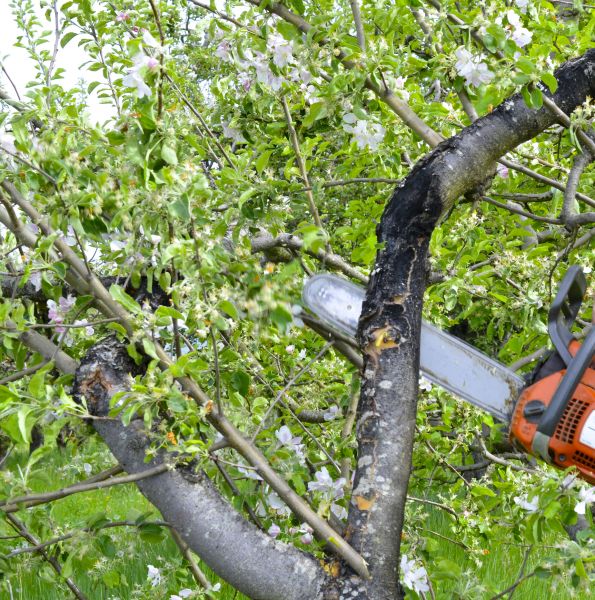 Apple Tree Removal in Queen Creek