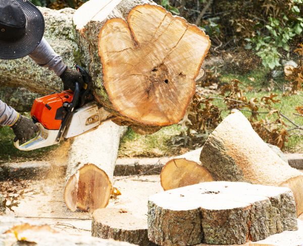 Tree Removal Service in Queen Creek