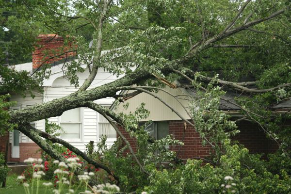Emergency Tree Removal in Queen Creek