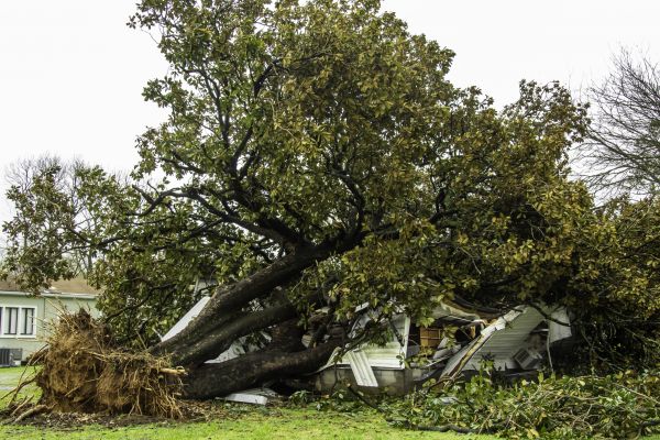 Fallen Tree Removal in Queen Creek