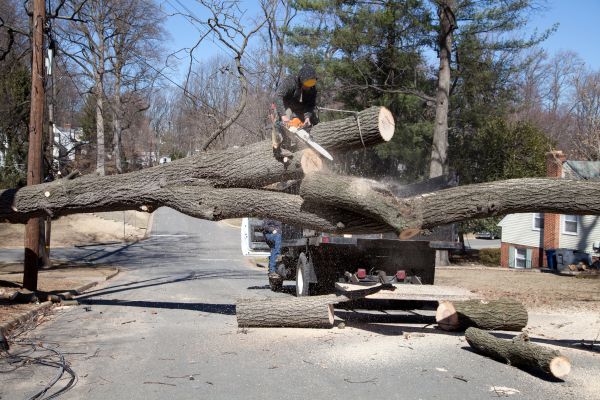 Residential Tree Removal in Queen Creek