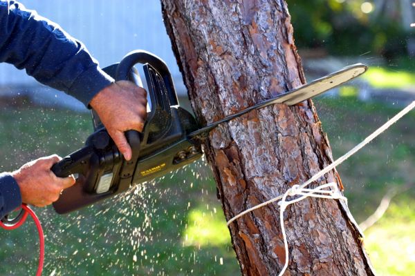 Dead Tree Removal in Queen Creek