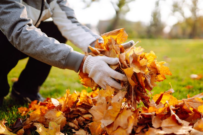 Leaf Collection