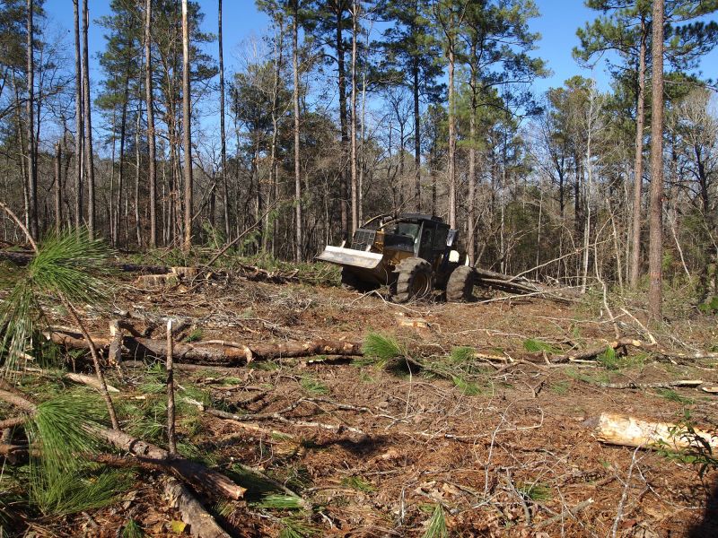 Tree Removal Equipment in Use