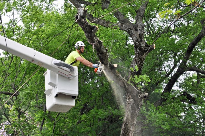 Tree Removal in Action