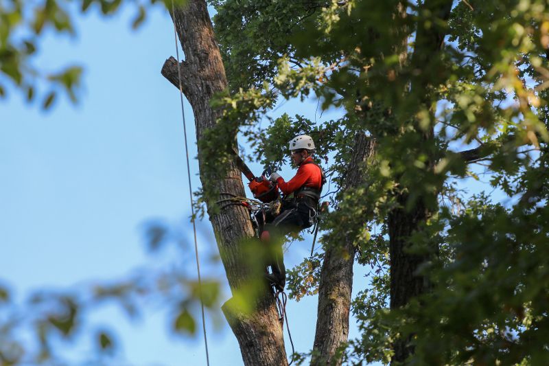 Assessing Tree Health