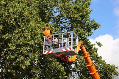 Tree Risk Assessment