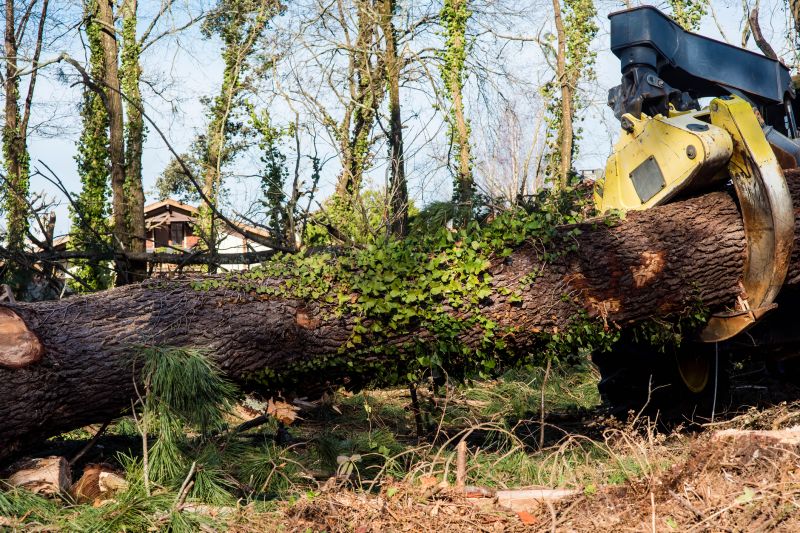 Equipment for Large Trees