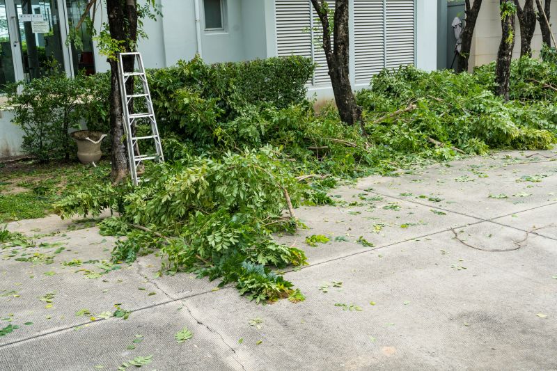 Willow Tree Removal